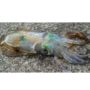 【蒲刈とびしま】胴体25～30cmアオリイカが釣れる釣場ポイントとサイズ釣果も紹介